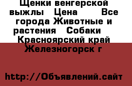 Щенки венгерской выжлы › Цена ­ 1 - Все города Животные и растения » Собаки   . Красноярский край,Железногорск г.